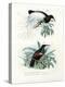 Bird of Paradise, 1864-null-Premier Image Canvas