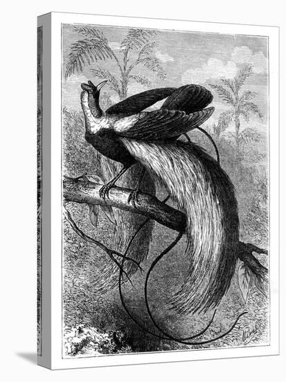 Bird of Paradise, 19th Century-A Mesnel-Premier Image Canvas