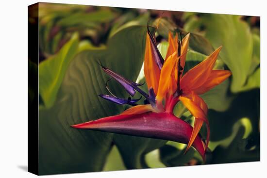 Bird of Paradise Blooming on the Garden Isle, Kauai, Hawaii, USA-Jerry Ginsberg-Premier Image Canvas