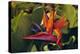 Bird of Paradise Blooming on the Garden Isle, Kauai, Hawaii, USA-Jerry Ginsberg-Premier Image Canvas