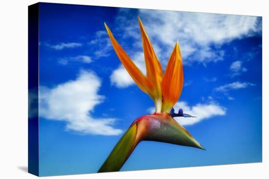 Bird of Paradise flower or Strelitzia reginae, Costa del Sol, Malaga Province, Andalucia, Spain-Panoramic Images-Premier Image Canvas