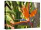 Bird-of-Paradise Flower, Sunshine Coast, Queensland, Australia-David Wall-Premier Image Canvas