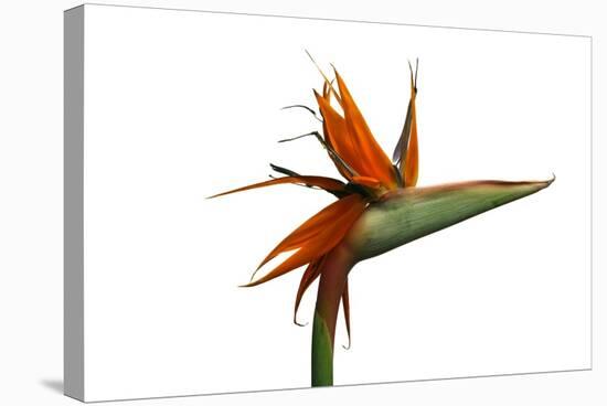 Bird of Paradise Flower-Victor De Schwanberg-Premier Image Canvas