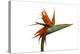 Bird of Paradise Flower-Victor De Schwanberg-Premier Image Canvas