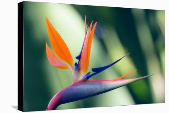 Bird of Paradise Flower-Maria Mosolova-Premier Image Canvas