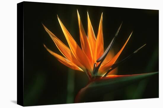 Bird of Paradise Flower-Martin Harvey-Premier Image Canvas