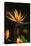 Bird of Paradise Flower-Martin Harvey-Premier Image Canvas