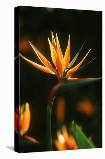 Bird of Paradise Flower-Martin Harvey-Premier Image Canvas