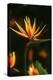 Bird of Paradise Flower-Martin Harvey-Premier Image Canvas