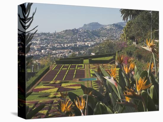 Bird of Paradise Flowers, Botanical Gardens, Funchal, Madeira, Portugal, Atlantic, Europe-James Emmerson-Premier Image Canvas