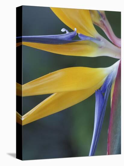 Bird of Paradise, Hana, Maui, Hawaii, USA-Merrill Images-Premier Image Canvas