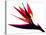 Bird of Paradise II-Monika Burkhart-Premier Image Canvas