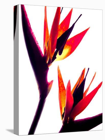 Bird of Paradise IV-Monika Burkhart-Premier Image Canvas