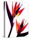 Bird of Paradise IV-Monika Burkhart-Premier Image Canvas