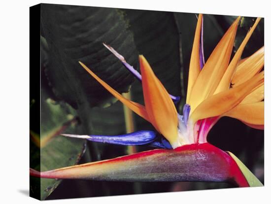 Bird of Paradise, Maui, Hawaii, USA-Julie Eggers-Premier Image Canvas