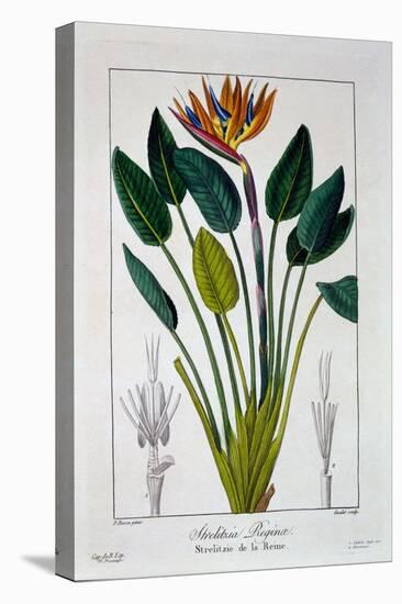 Bird of Paradise, or Crane Flower, 1836-Pancrace Bessa-Premier Image Canvas