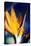 Bird of Paradise (Strelitzia Reginae)-Maria Mosolova-Premier Image Canvas