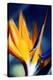 Bird of Paradise (Strelitzia Reginae)-Maria Mosolova-Premier Image Canvas