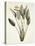 Bird of Paradise; Strelitzia Reginae-Pierre-Joseph Redouté-Premier Image Canvas