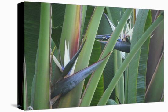 Bird of Paradise-Anna Miller-Premier Image Canvas