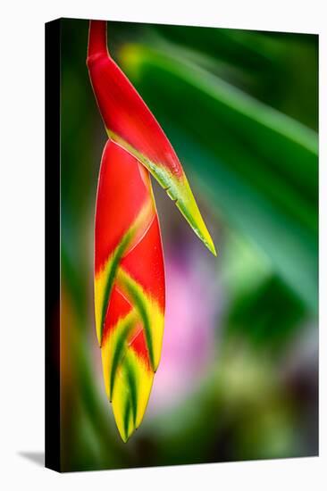 Bird of Paradise-Ursula Abresch-Premier Image Canvas