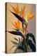 Bird of Paradise-Vivienne Dupont-Stretched Canvas
