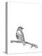 Bird on a Branch-null-Premier Image Canvas