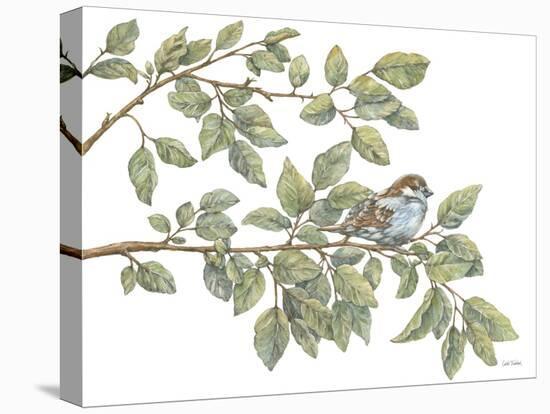 Bird on Branch I-Leslie Trimbach-Stretched Canvas
