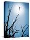 Bird Perched on Branches Reaching to the Sky-Tommy Martin-Premier Image Canvas