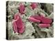 Bird Red Blood Cells, SEM-Steve Gschmeissner-Premier Image Canvas