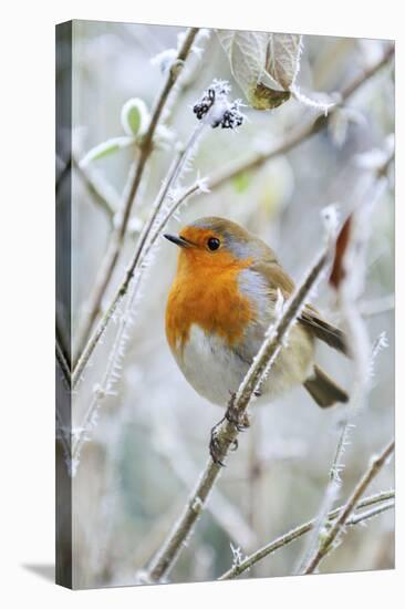 Bird Robin in Frosty Setting-null-Premier Image Canvas