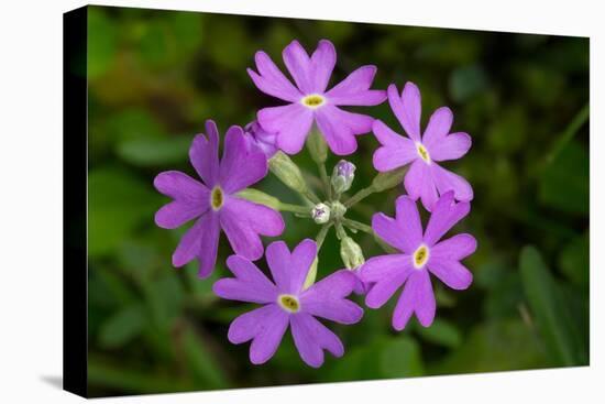 Bird's Eye primrose, Nordtirol, Austrian Alps-Alex Hyde-Premier Image Canvas