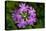 Bird's Eye primrose, Nordtirol, Austrian Alps-Alex Hyde-Premier Image Canvas