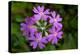 Bird's Eye primrose, Nordtirol, Austrian Alps-Alex Hyde-Premier Image Canvas