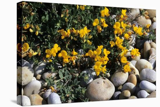 Bird's-foot Trefoil-Adrian Bicker-Premier Image Canvas