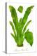 Bird's Nest Fern Watercolor Leaves-null-Stretched Canvas