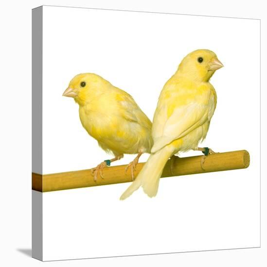 Bird Two Canaries on Perch-null-Premier Image Canvas