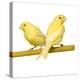 Bird Two Canaries on Perch-null-Premier Image Canvas