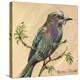Bird V-Suzanne Etienne-Stretched Canvas