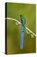 Bird with Long Tail. Beautiful Blue Glossy Hummingbird with Long Tail. Long-Tailed Sylph, Hummingbi-Ondrej Prosicky-Premier Image Canvas