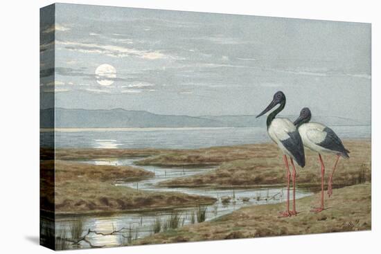 Birds Against a Stark Moonlit Landscape, c.1870-90-Henry Stacey Marks-Premier Image Canvas