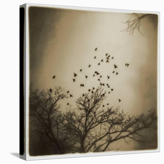 Birds and Trees, Discovery Park-Kevin Cruff-Premier Image Canvas