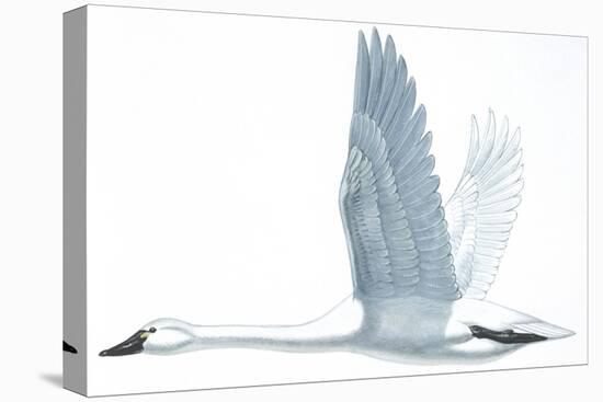 Birds: Anseriformes, Trumpeter Swan, (Cygnus Buccinator)-null-Premier Image Canvas