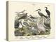 Birds, C.1860-null-Premier Image Canvas