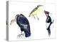 Birds: California Condor-null-Premier Image Canvas