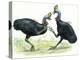 Birds: Casuariidae: Males Southern Cassowaries, (Casuarius Casuarius) Fighting-null-Premier Image Canvas