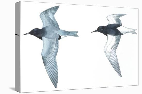 Birds: Charadriiformes: Black Tern-null-Premier Image Canvas