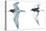 Birds: Charadriiformes: Black Tern-null-Premier Image Canvas