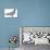 Birds: Charadriiformes, Inca Tern (Larosterna Inca)-null-Premier Image Canvas displayed on a wall