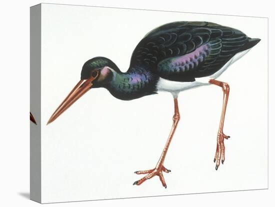 Birds: Ciconiiformes, Black Stork (Ciconia Nigra)-null-Premier Image Canvas